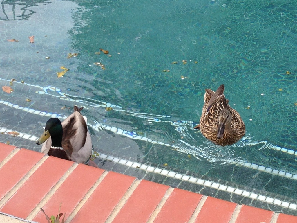 20130407-150421.jpg